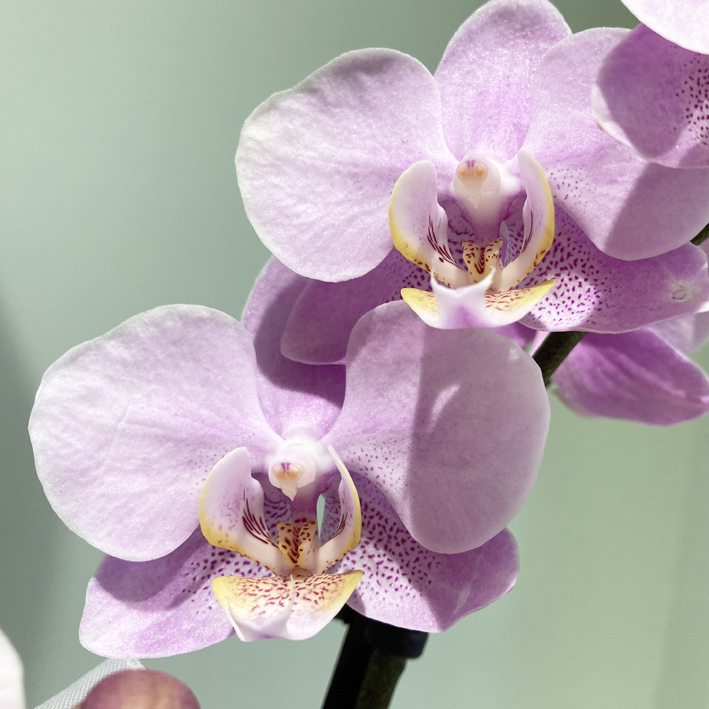 Phalaenopsis Nascita Femmina