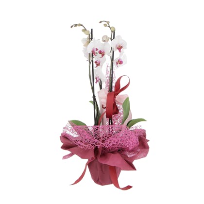 Orchidea confezionata