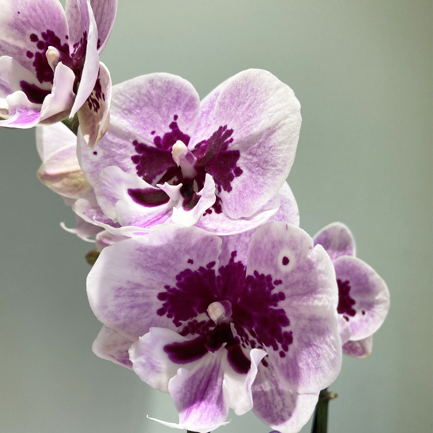 Orchidea