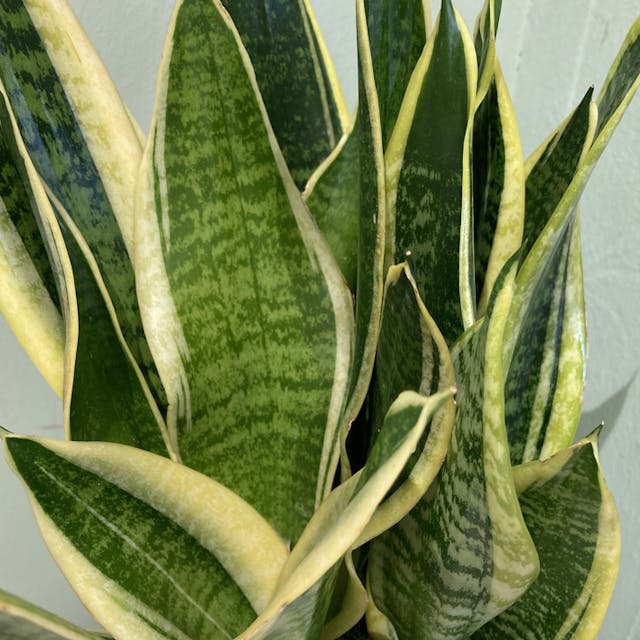 Sansevieria