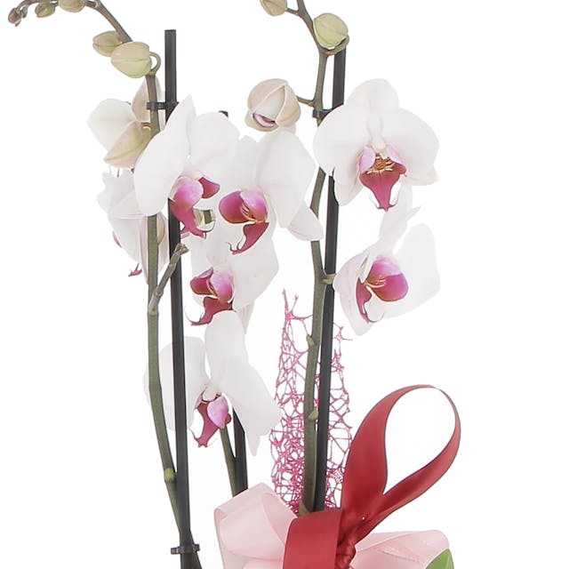Orchidea confezionata