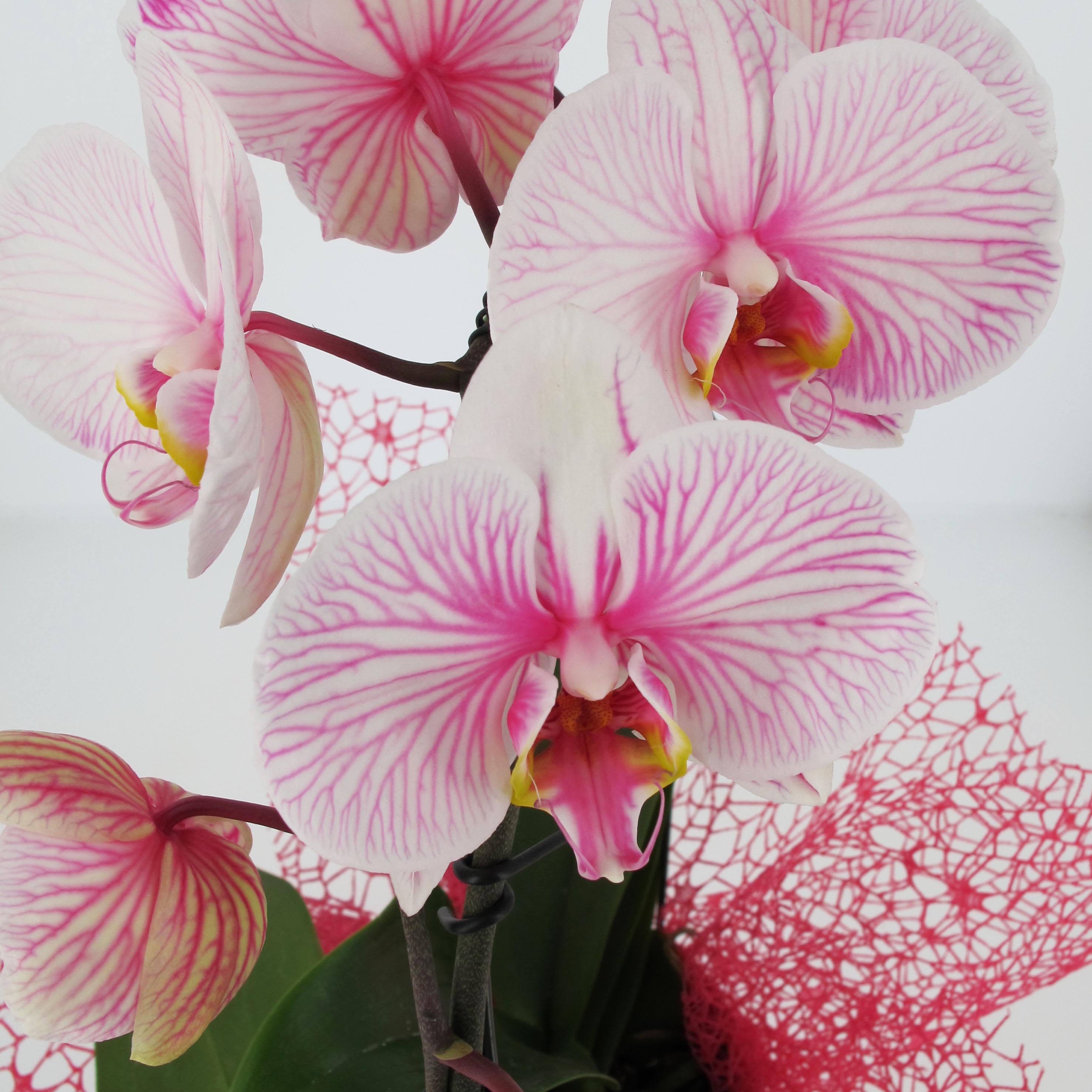 Phalaenopsis Wonder Pink