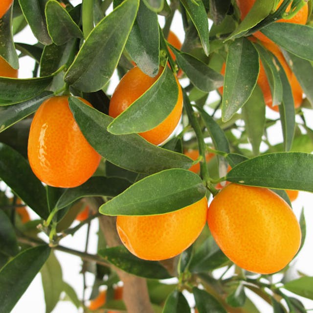 Kumquat alberello