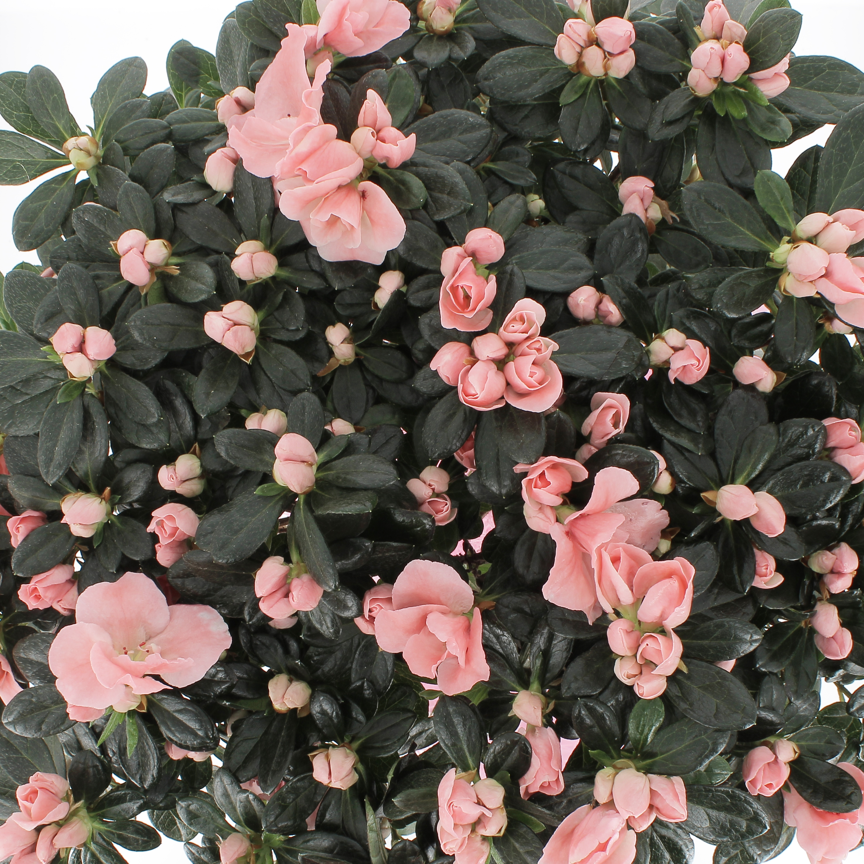 Azalea ad Alberello Rosa