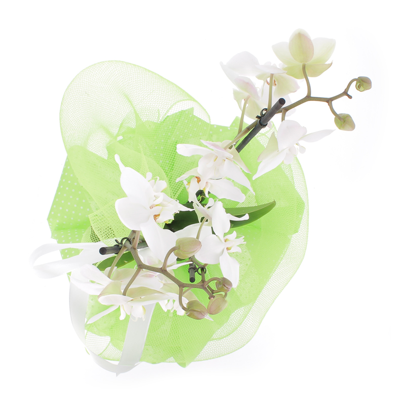 Phalaenopsis 2 rami in vaso