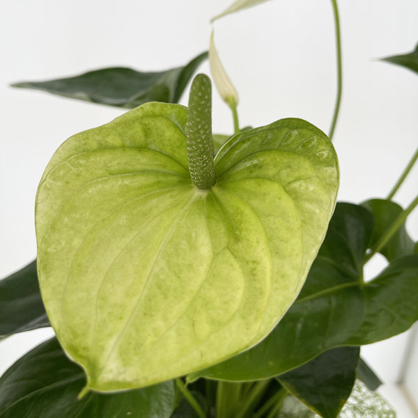Anthurium bianco confezionato