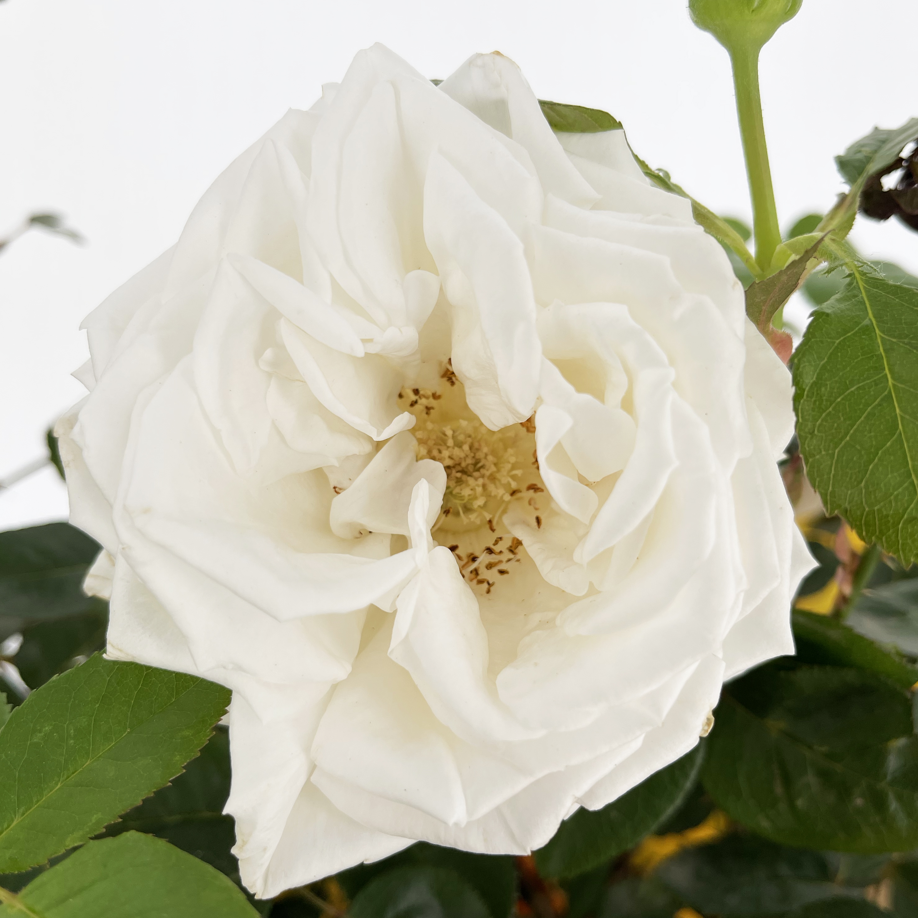 Rosa profumata Bianca