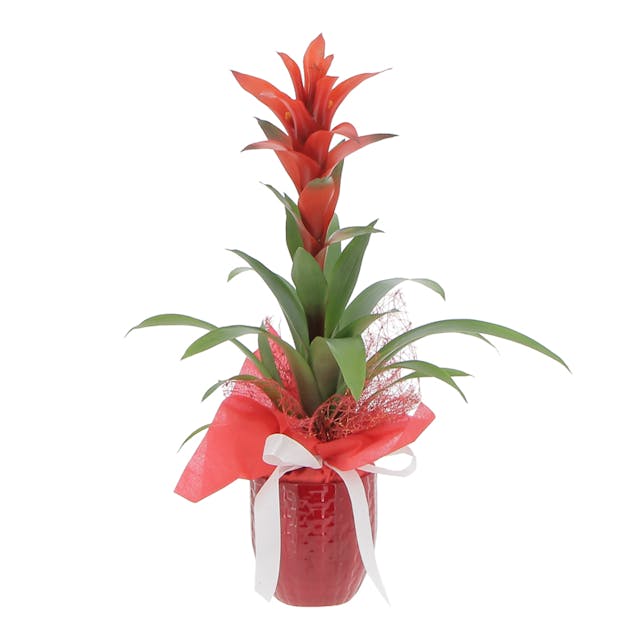 Guzmania