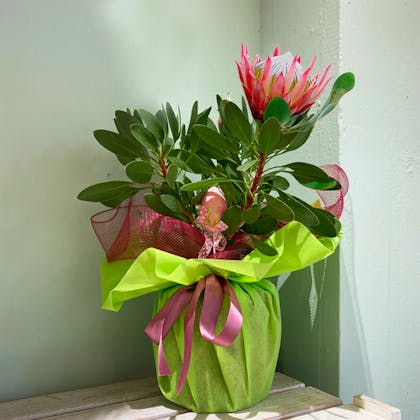 Protea