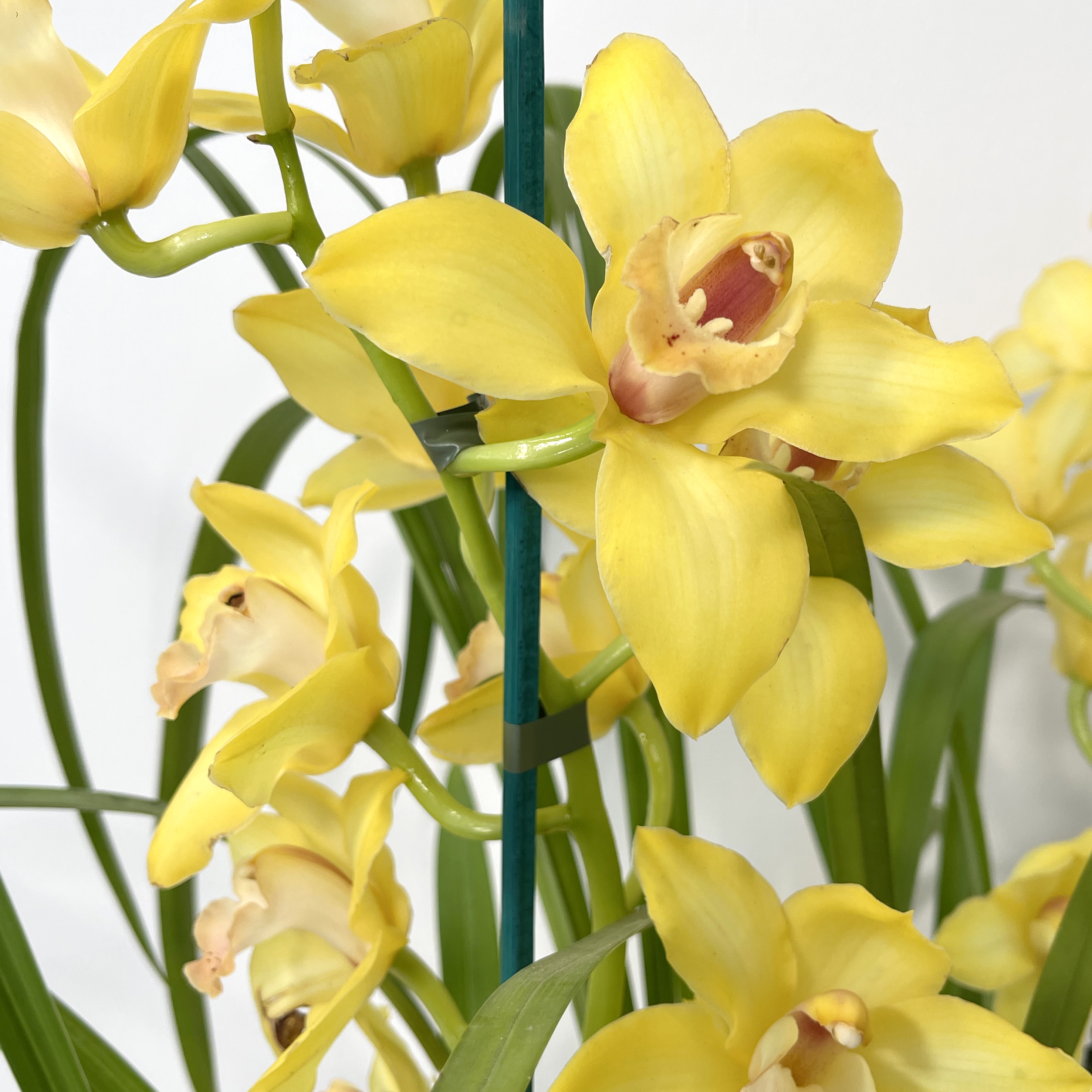 Cymbidium 2/3 rami giallo