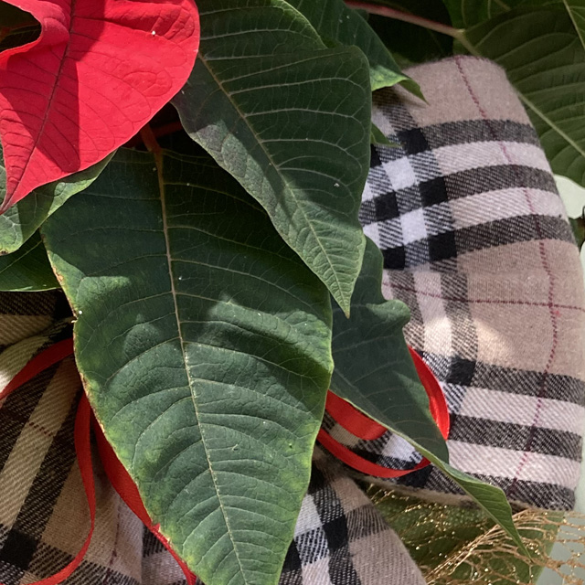 Cestino con Stella e Ciclamino