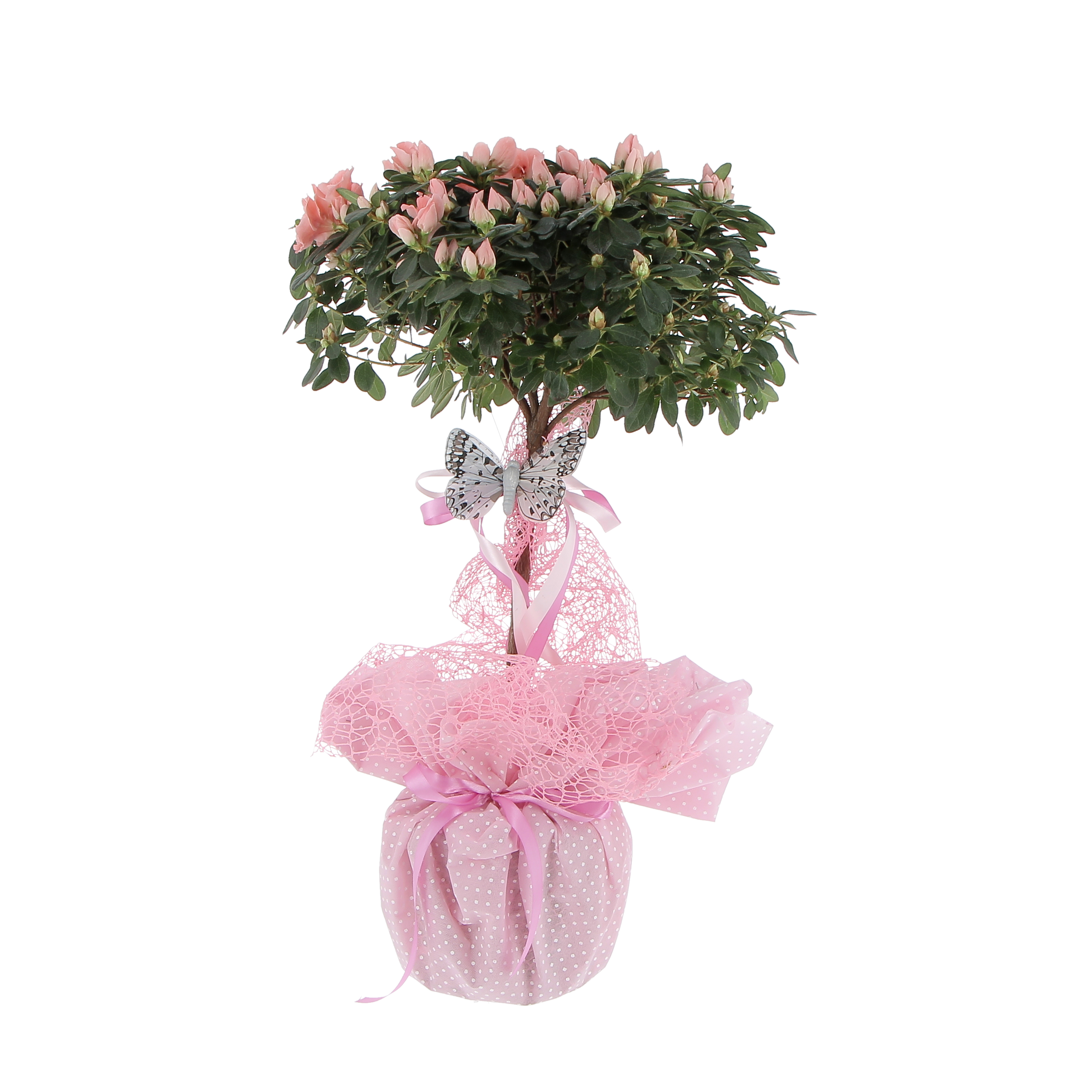 Azalea ad Alberello Rosa