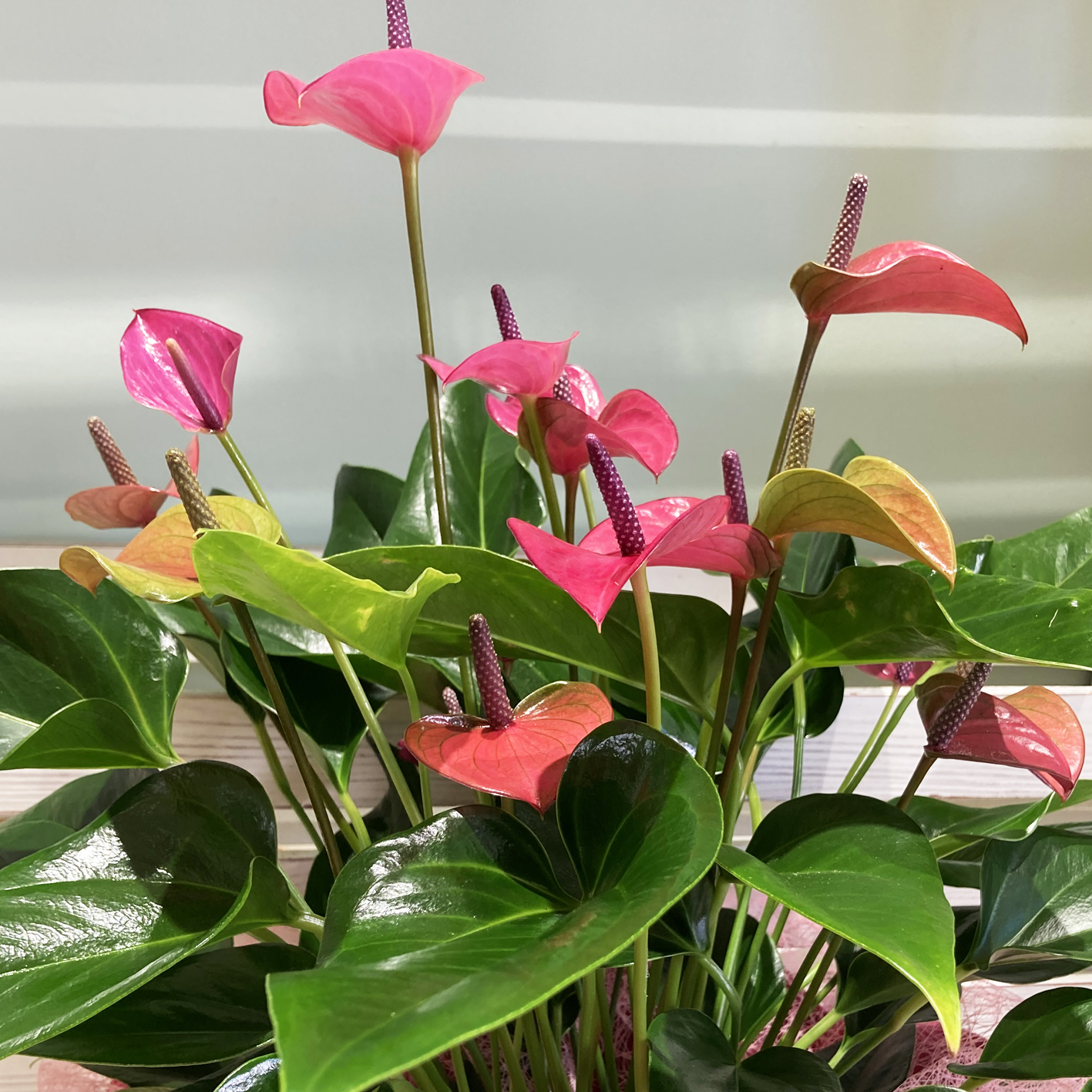 Anthurium