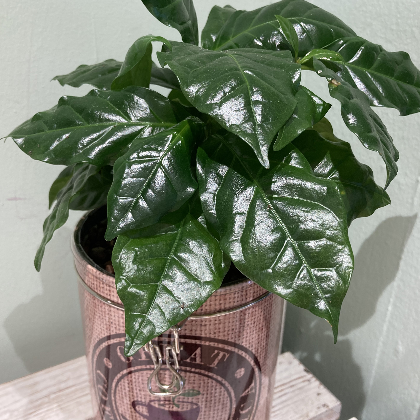 Pianta del caffè in barattolo