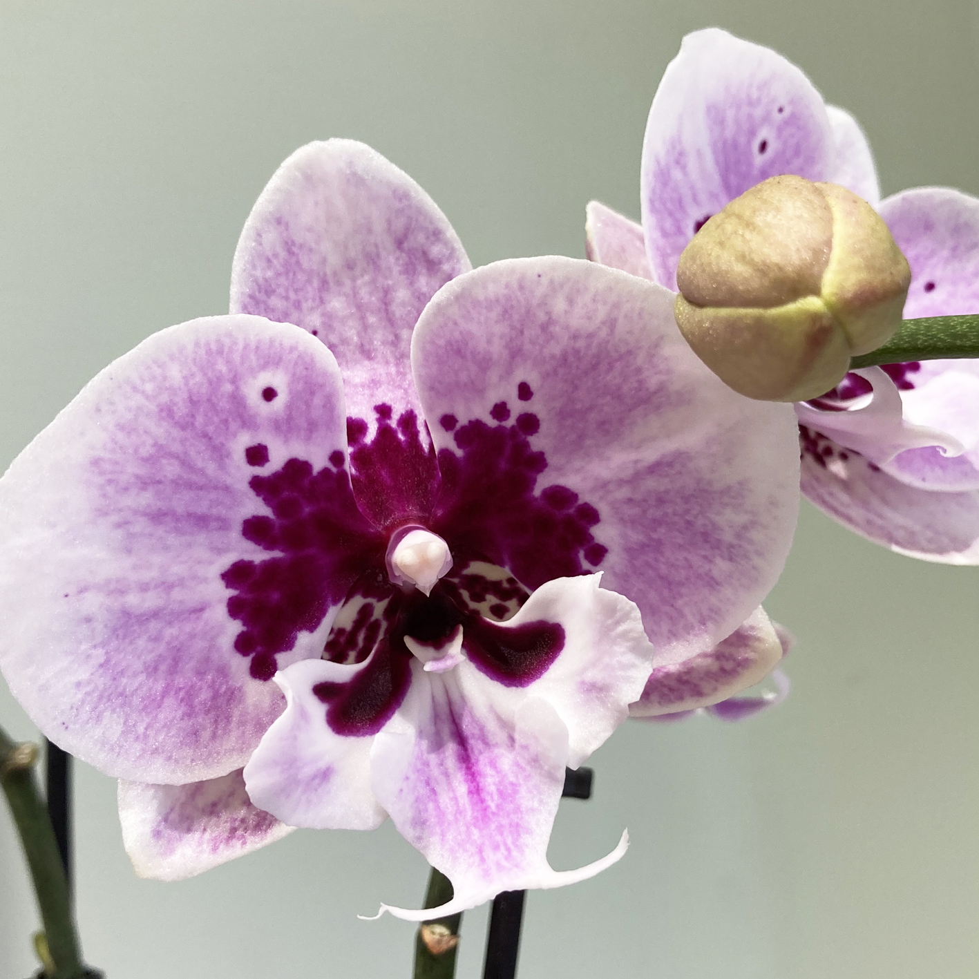 Orchidea