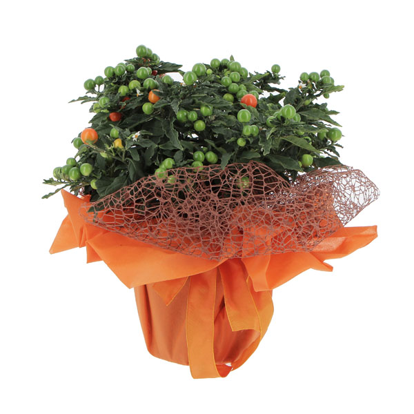 Solanum Pseudocapsicum