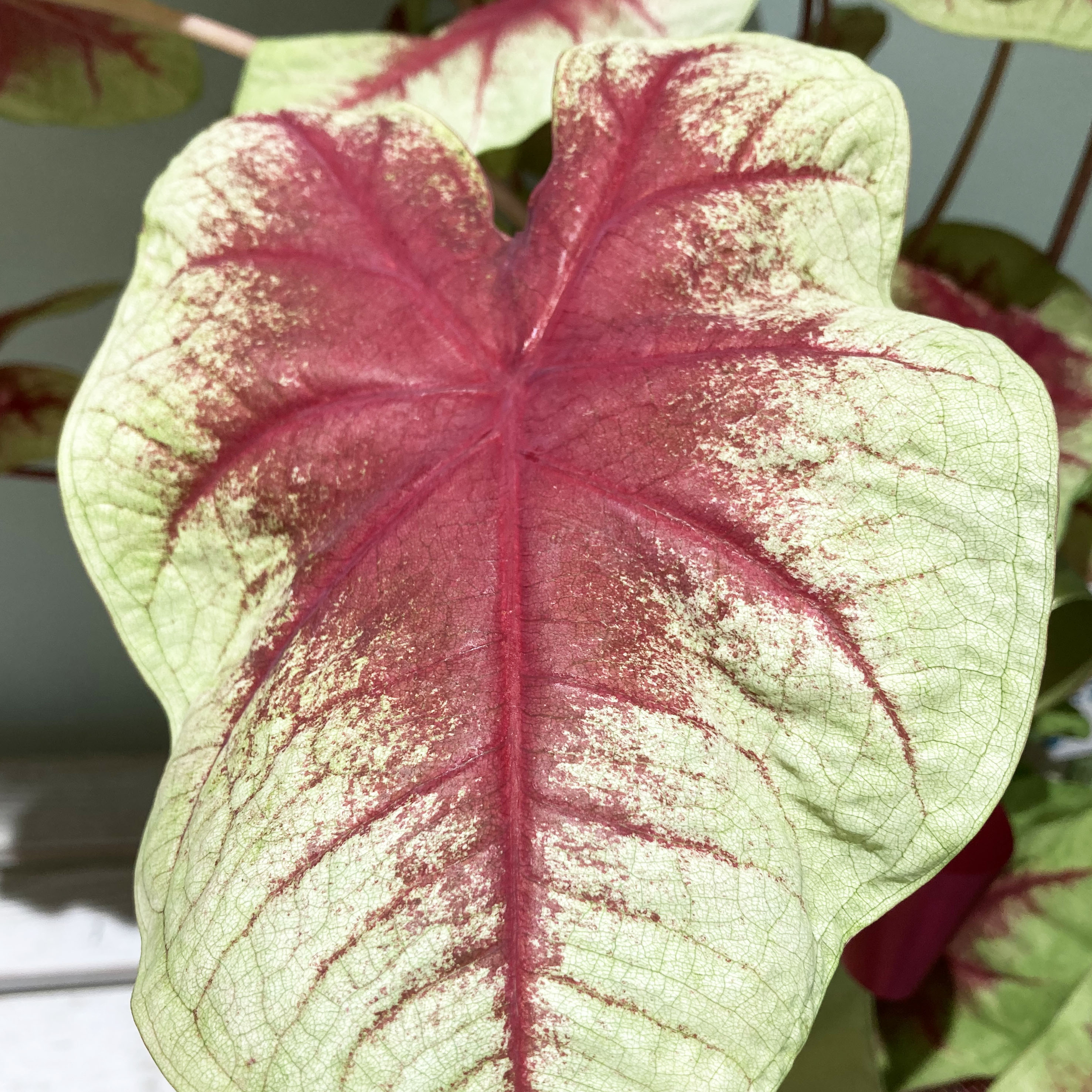 Caladium