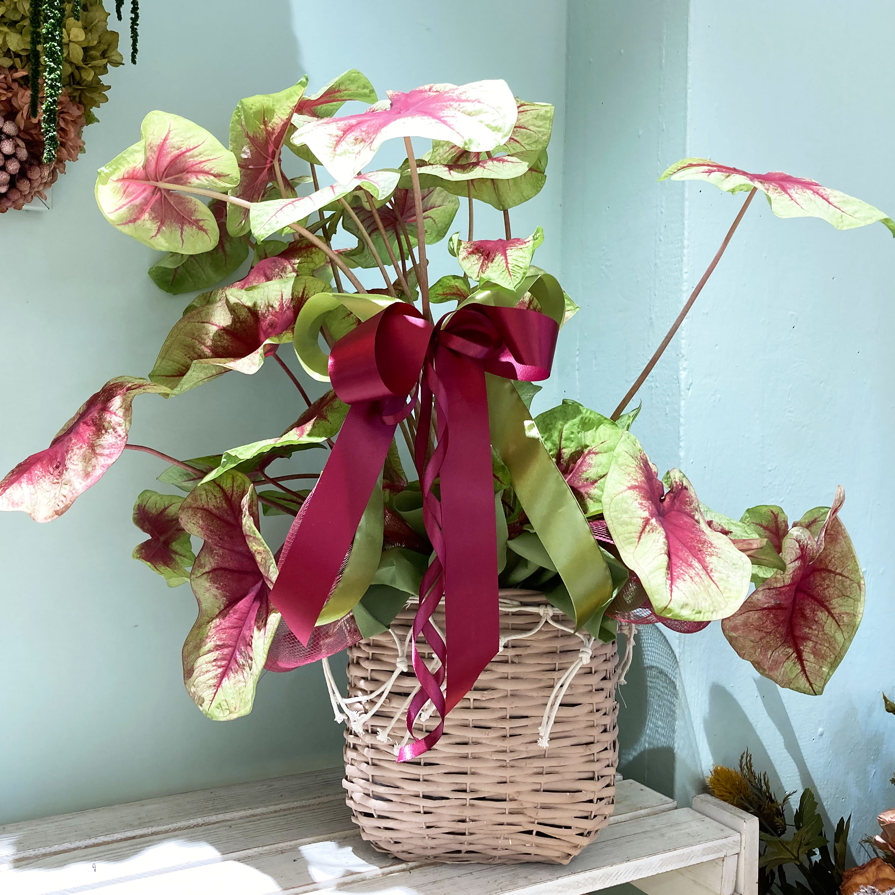 Caladium