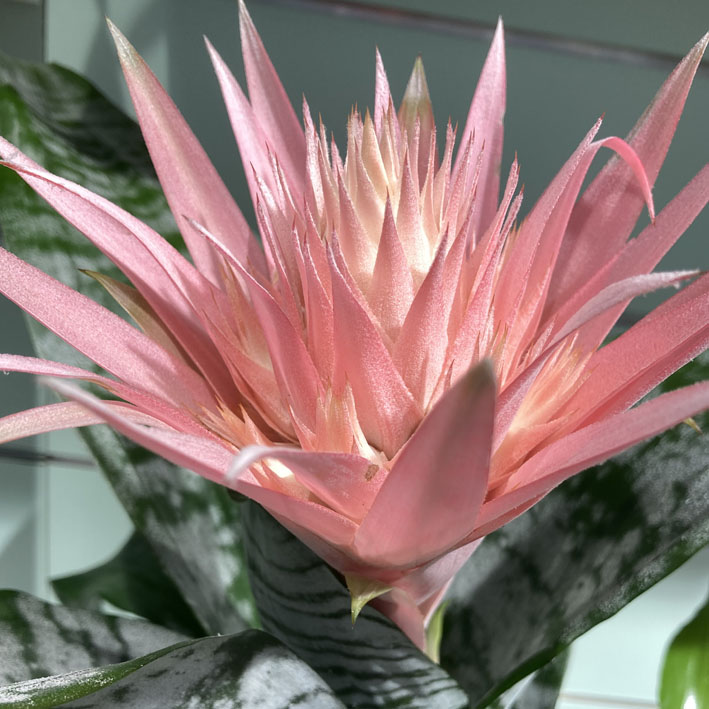 Aechmea