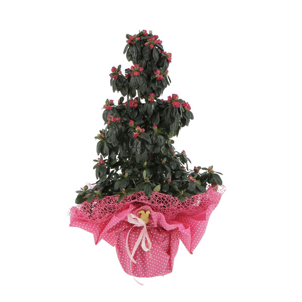 Azalea piramide Fucsia