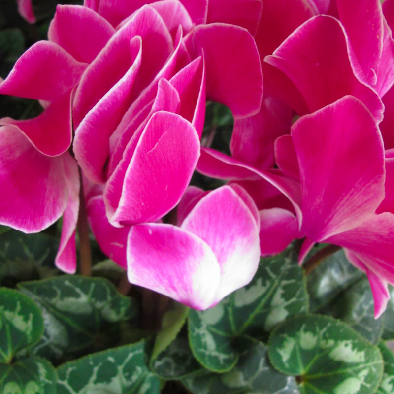 Ciclamino in cappelliera