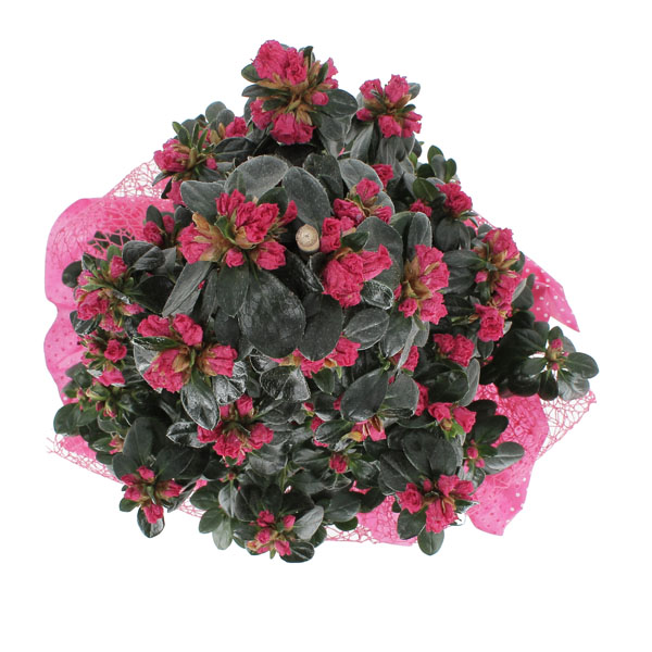 Azalea piramide Fucsia
