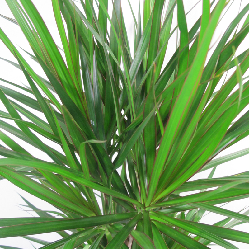Dracaena confezionata