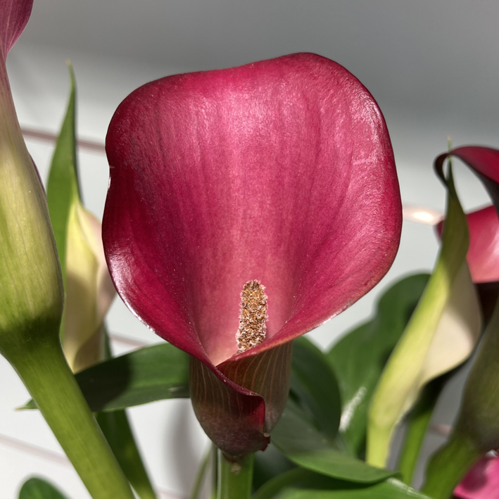 Calla confezionata