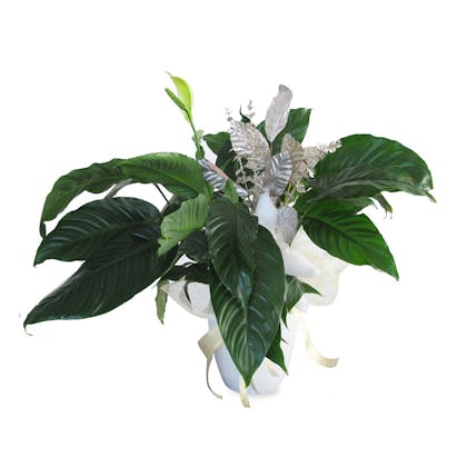 Spatiphyllum con vaso- GLITTER