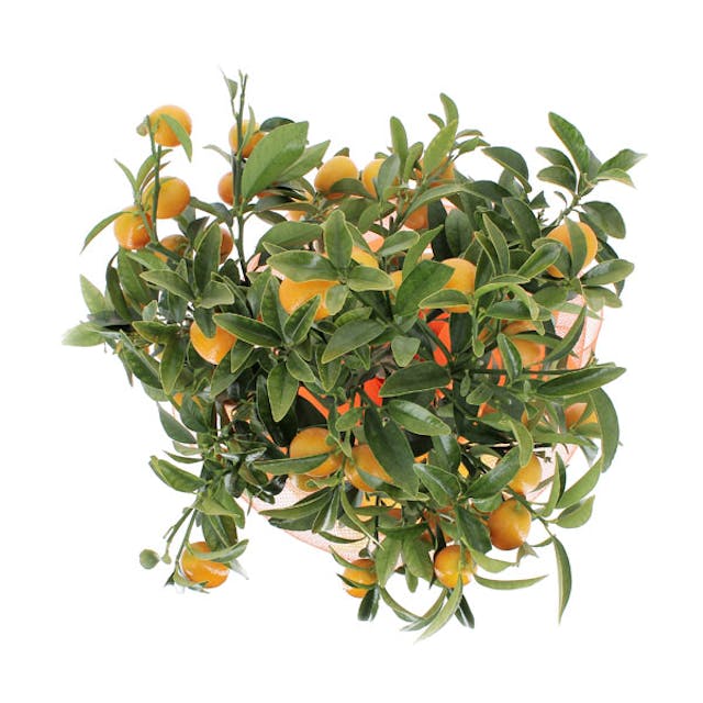 Kumquat alberello
