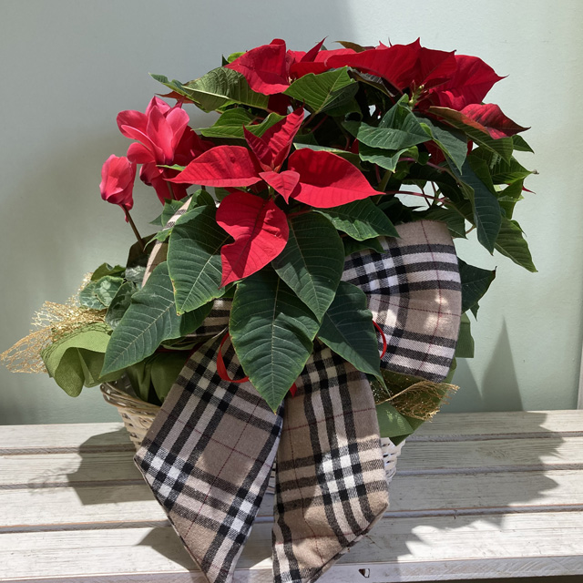 Cestino con Stella e Ciclamino