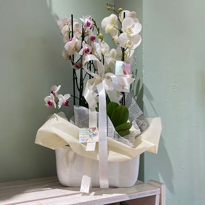 Orchidea composizione 2 piante a fiore bianco