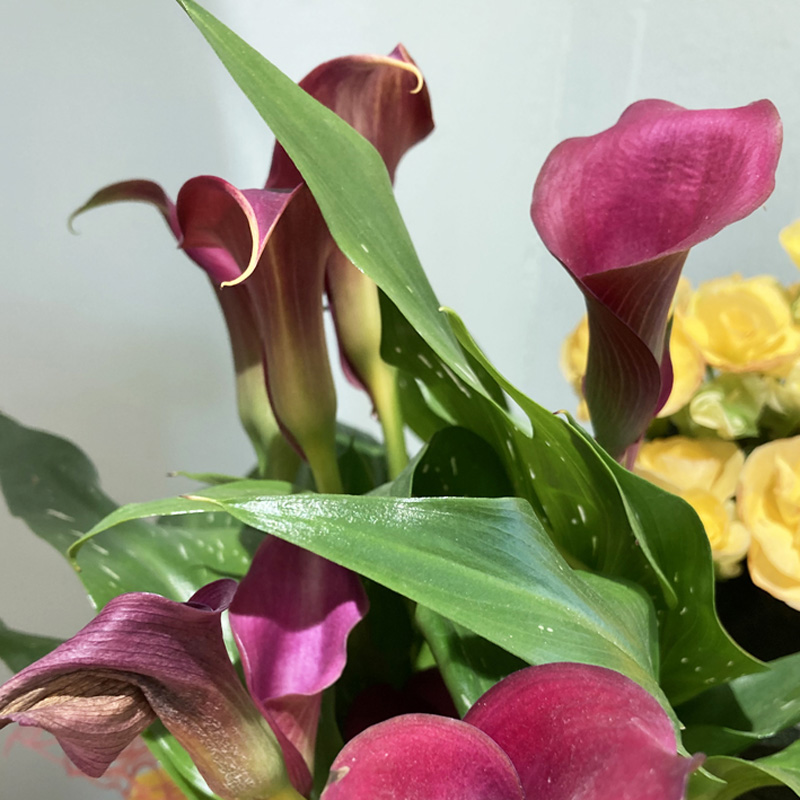 Cesto Yellow Sub Marine