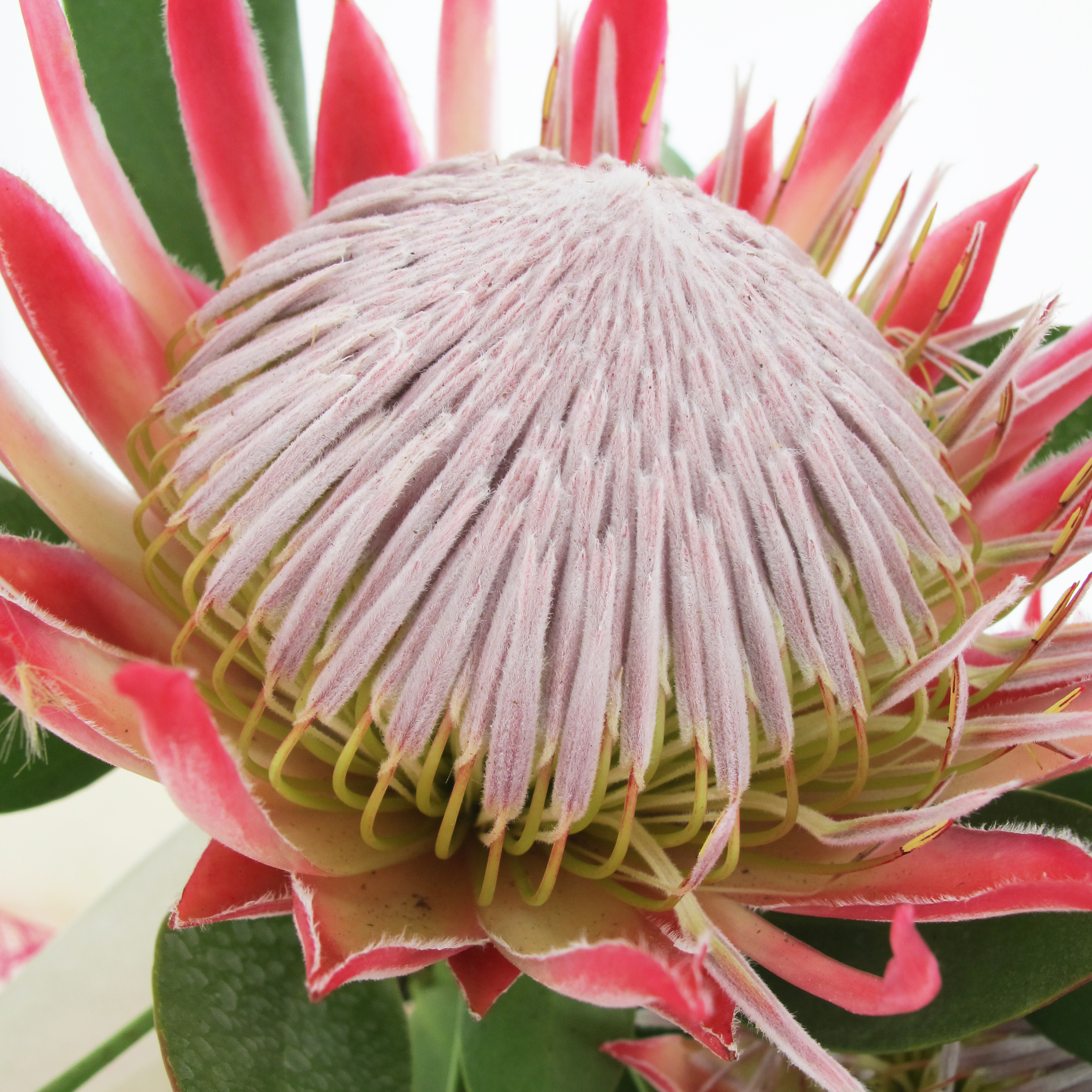 Protea 