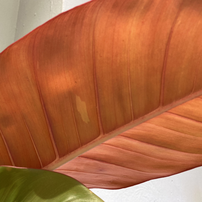 Philodendron Prince of Orange