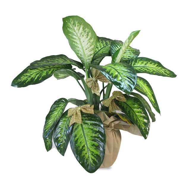 Dieffenbachia confezionata Noël