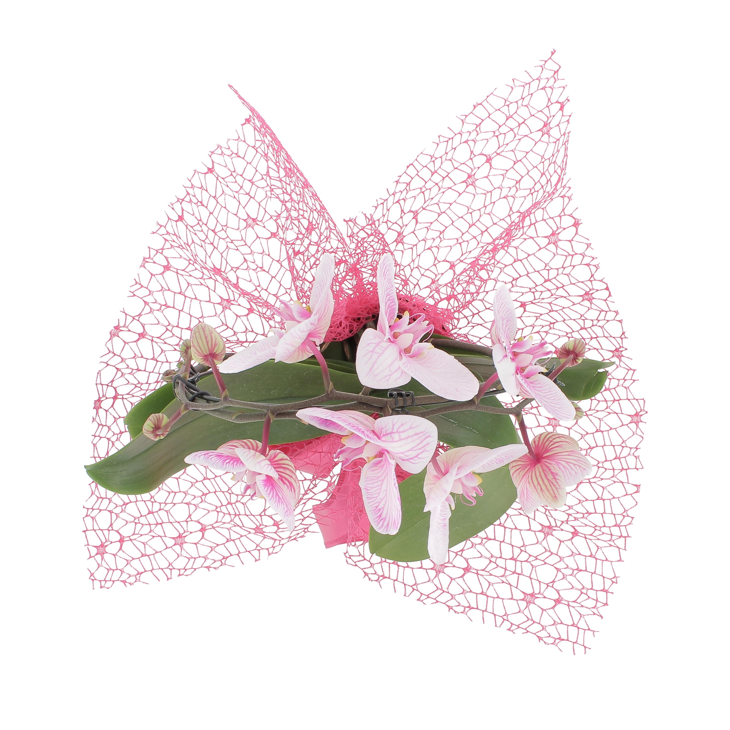 Phalaenopsis Wonder Pink