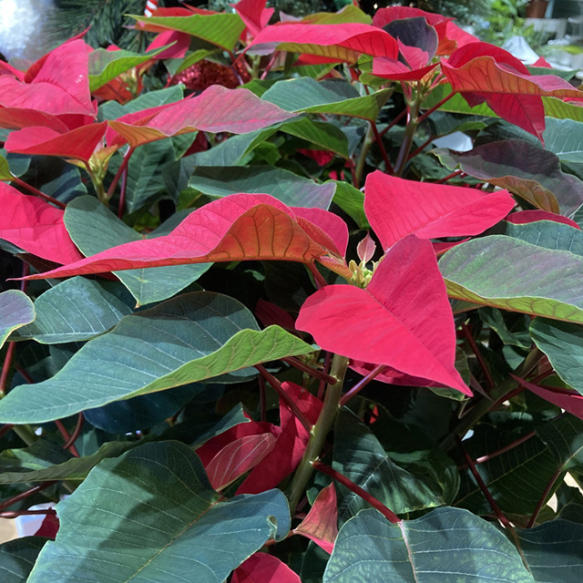 Stella di Natale ciotola 32