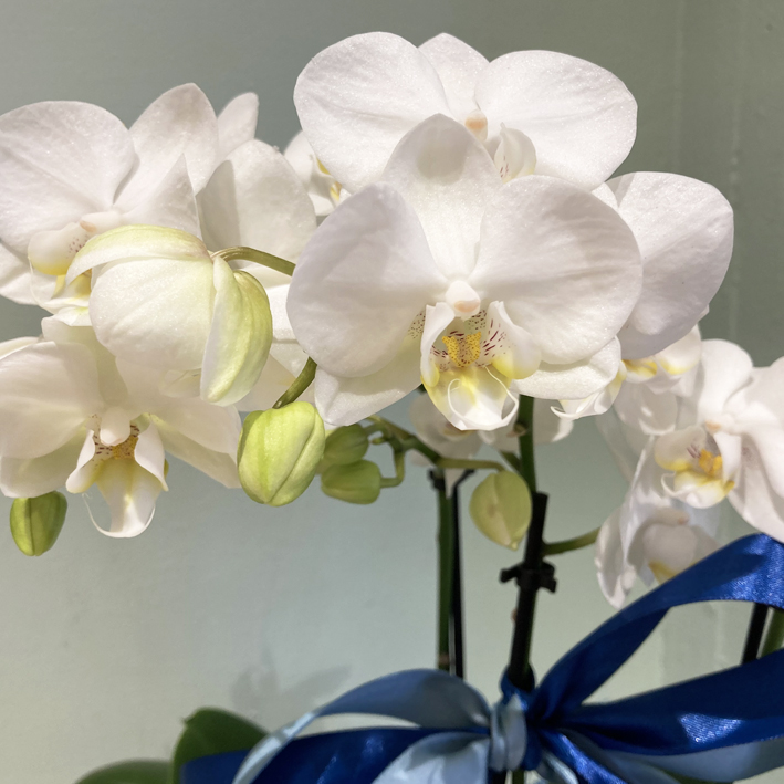 Phalaenopsis Nascita Maschio