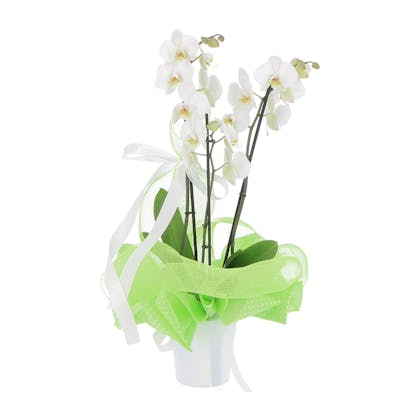 Phalaenopsis 2 rami in vaso