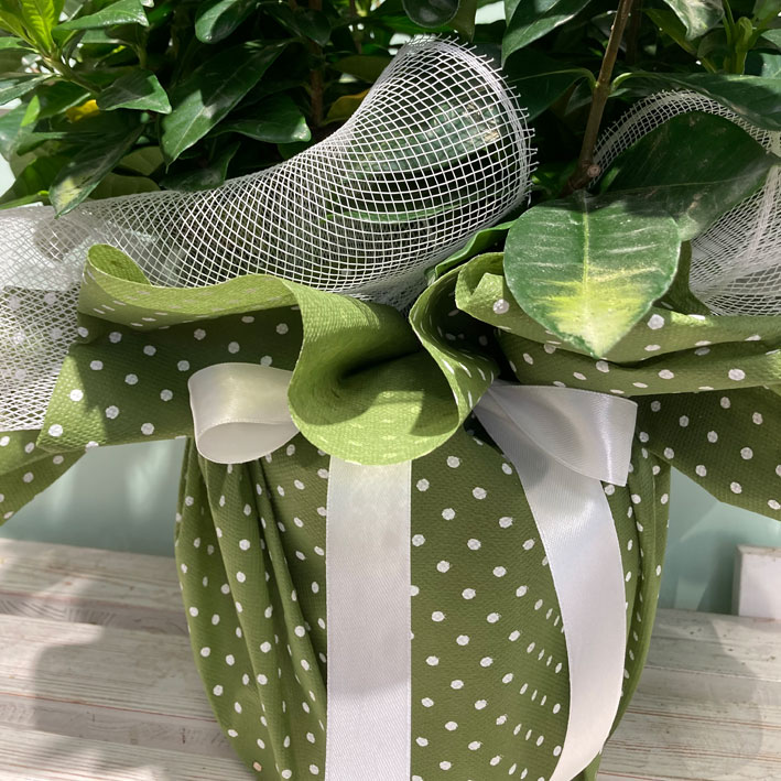 Gardenia confezionata