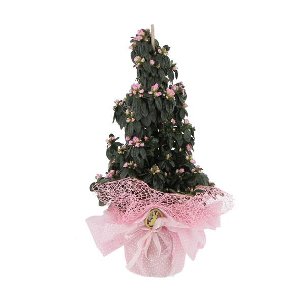 Azalea piramide Rosa