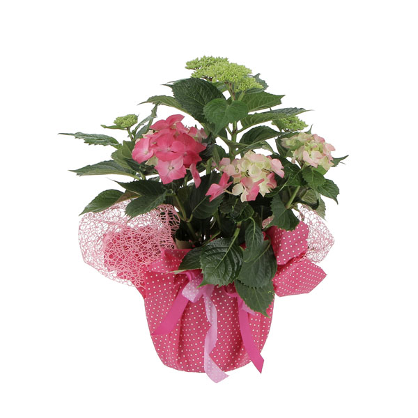 Ortensia confezionata