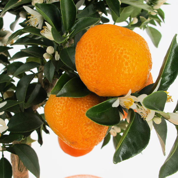 Calamondino alberello