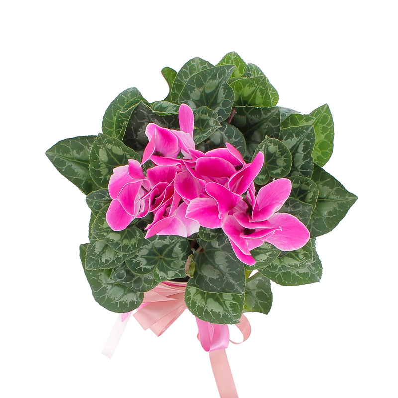 Ciclamino in cappelliera