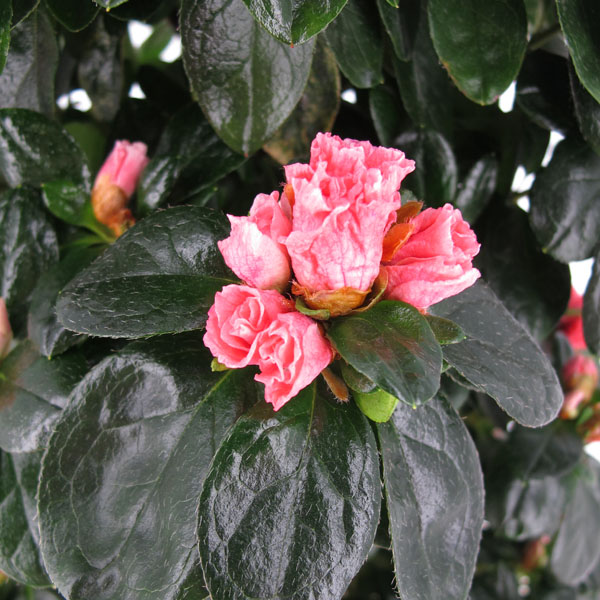 Azalea piramide Rosa intenso