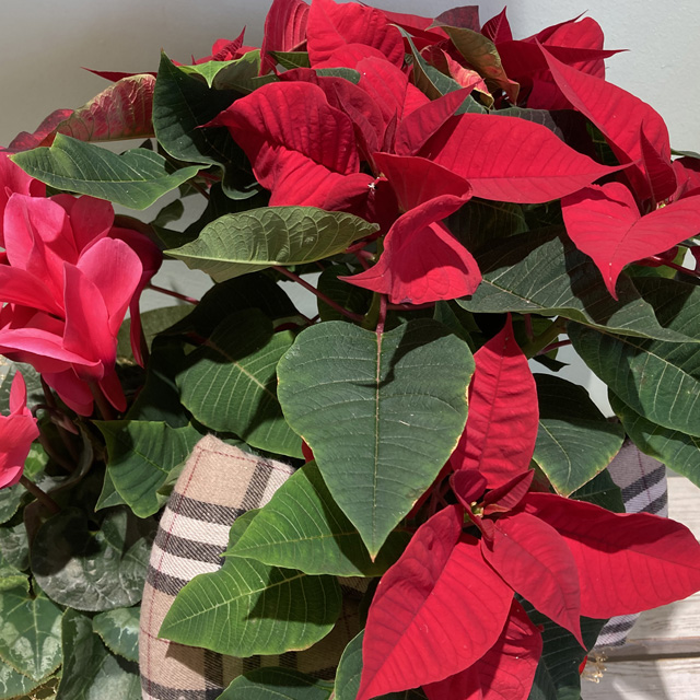 Cestino con Stella e Ciclamino