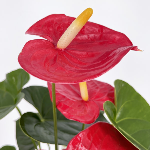 Anthurium rosso confezionato