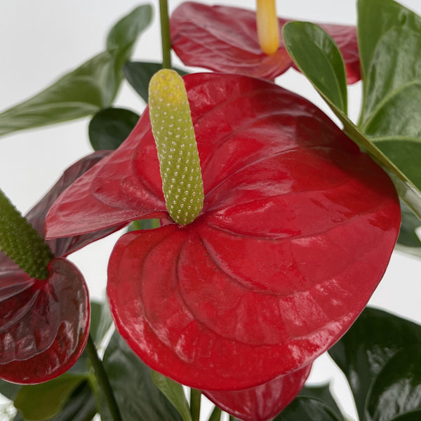 Anthurium rosso confezionato