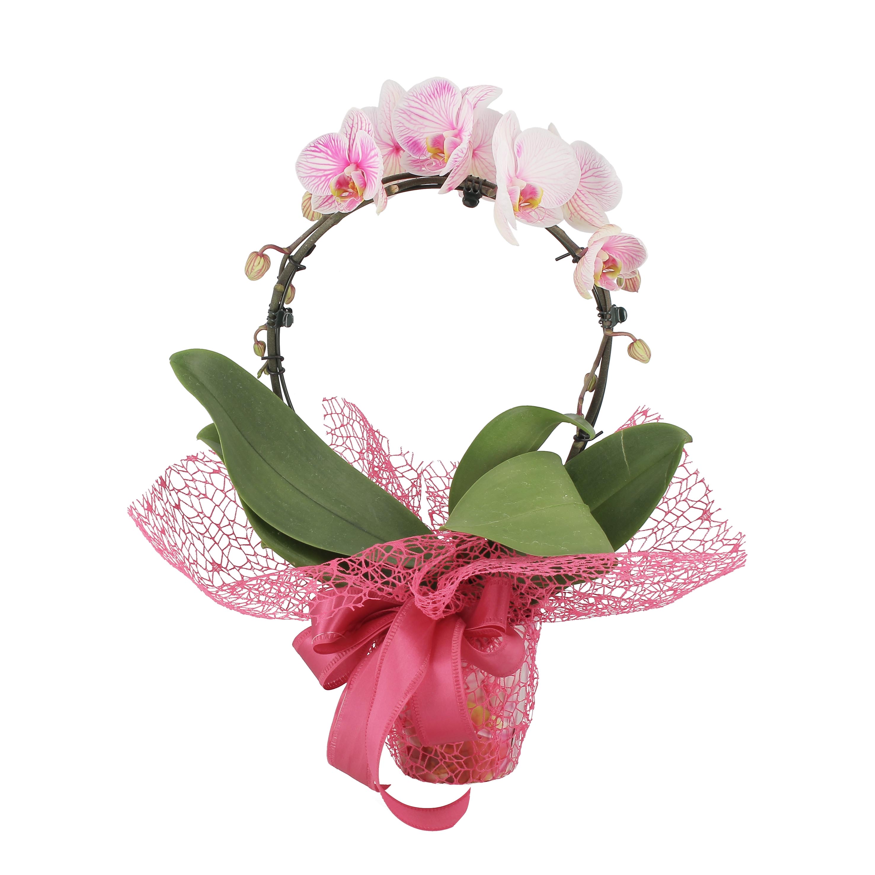 Phalaenopsis Wonder Pink